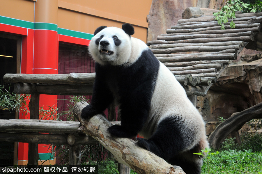 旅印尼大熊猫“彩陶”“湖春”适应新家 变身“吃货”狂啃竹子