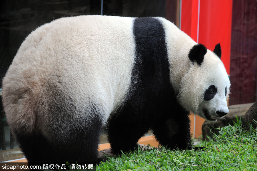 旅印尼大熊猫“彩陶”“湖春”适应新家 变身“吃货”狂啃竹子