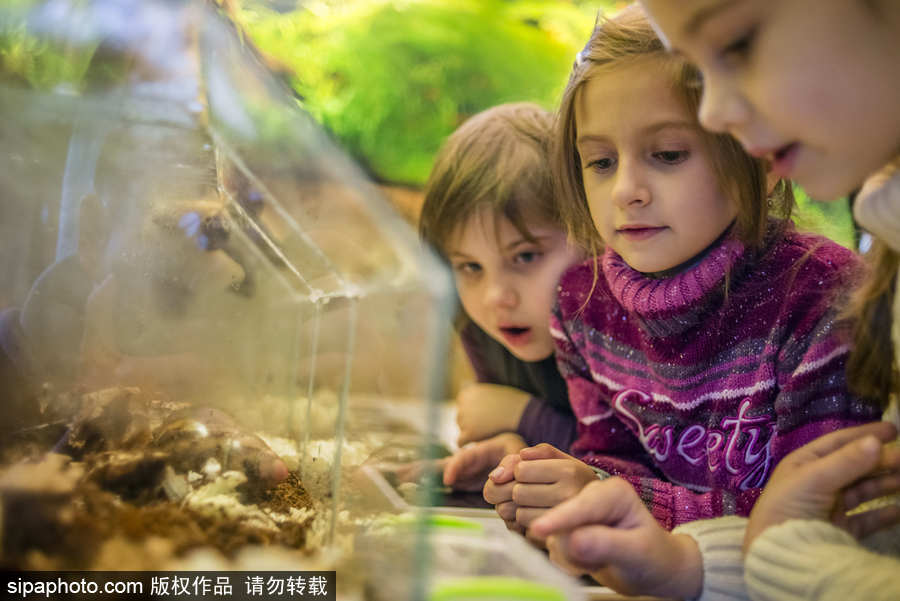 非洲巨型蜗牛在乌克兰基辅展出 萌娃好奇十足
