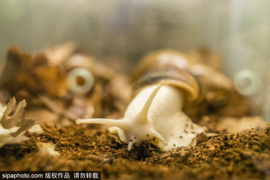 非洲巨型蜗牛在乌克兰基辅展出 萌娃好奇十足