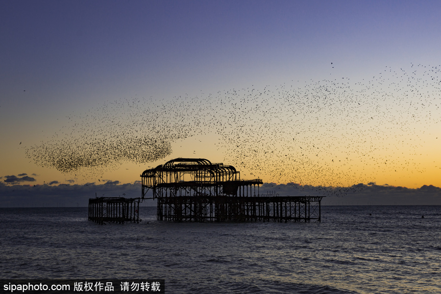 英国布莱顿：日落飞鸟 成群椋鸟掠过天空
