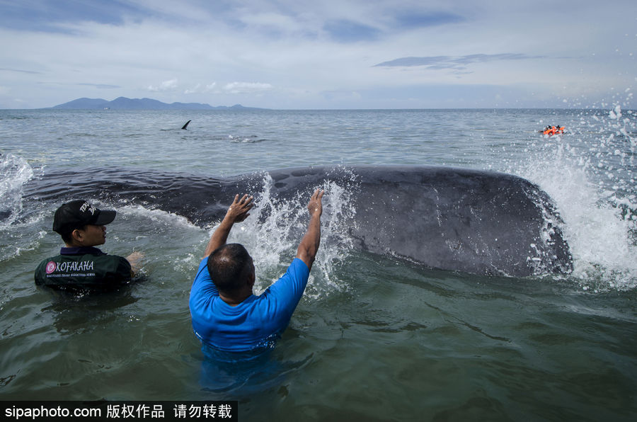 9条鲸鱼集体搁浅印尼海滩 民众合力送回海中