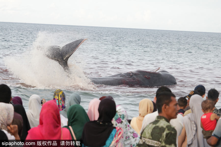 9条鲸鱼集体搁浅印尼海滩 民众合力送回海中