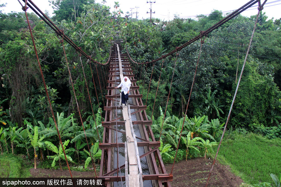 印尼学生惊险上学路 超窄木板吊桥穿丛林