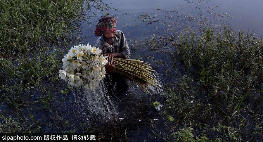 收获“美丽” 印度昌迪普尔睡莲丰收