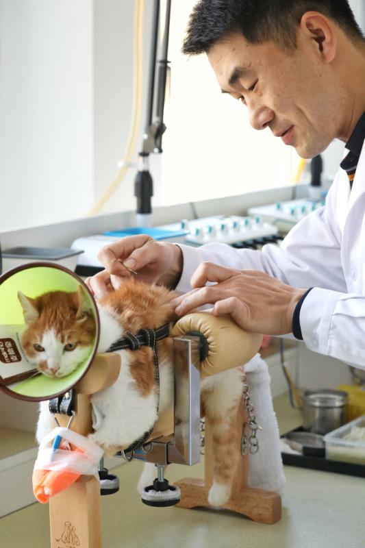 神奇了哟！这家宠物医院用中医帮小动物消除病痛