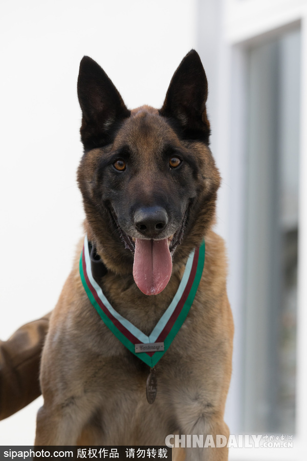 狗生巅峰 英国一只马里努阿犬被授予维多利亚十字勋章