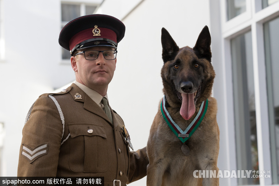 狗生巅峰 英国一只马里努阿犬被授予维多利亚十字勋章