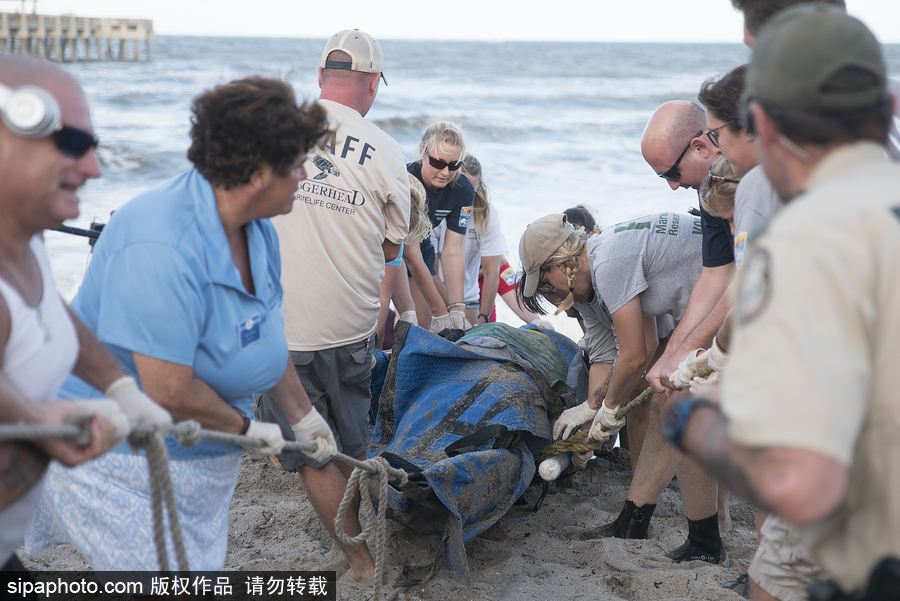 一只幼年抹香鲸搁浅美国海滩 众人合力抢救