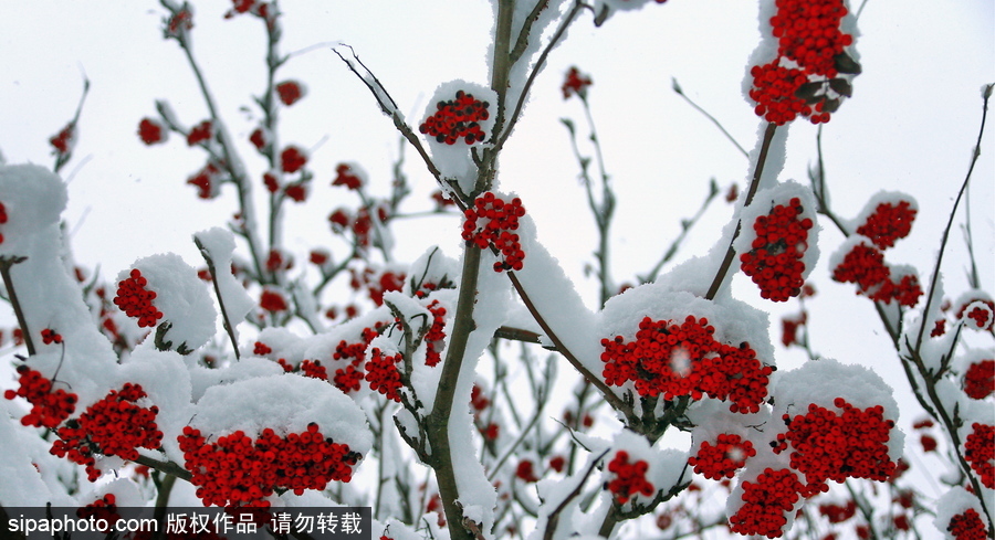 自然合奏曲！俄罗斯伊凡诺沃初冬皑皑白雪干净纯粹