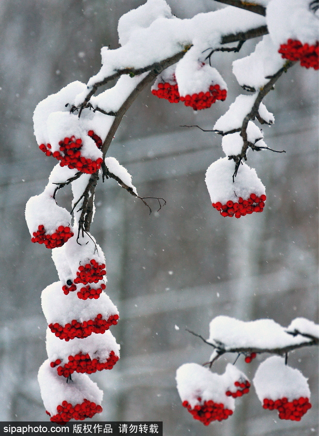 自然合奏曲！俄罗斯伊凡诺沃初冬皑皑白雪干净纯粹