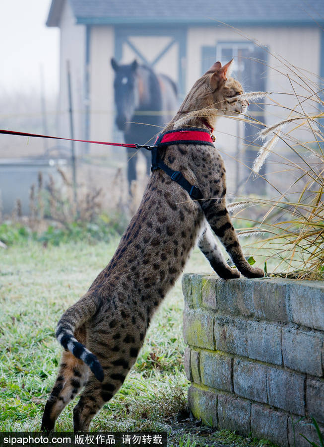 喵届大长腿！ 世界最高的猫咪总身高48公分