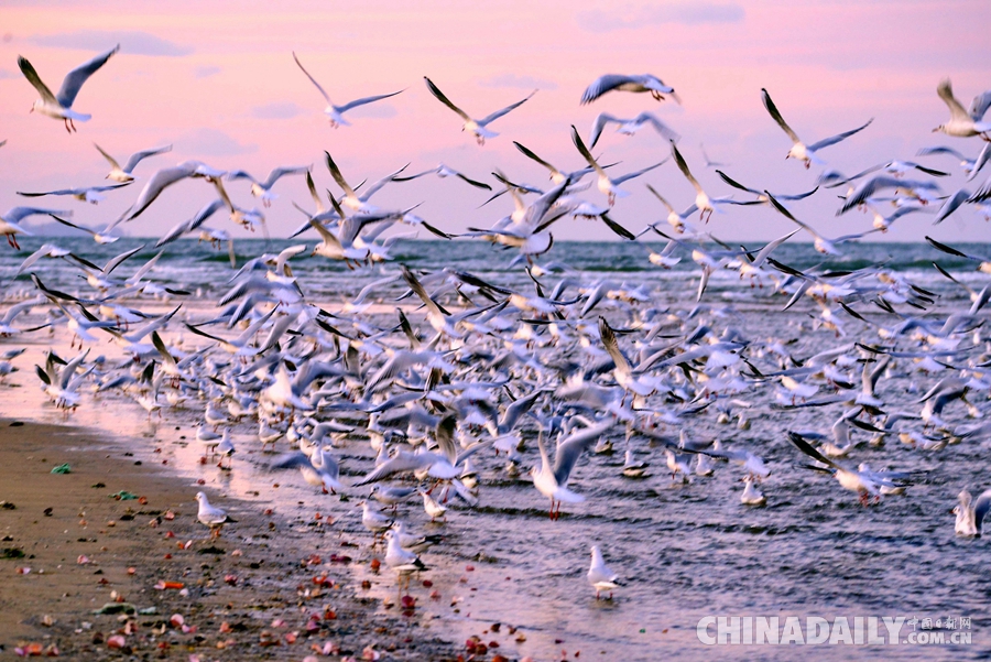 数万海鸥烟台海滨过冬 带来特别的冬季美景