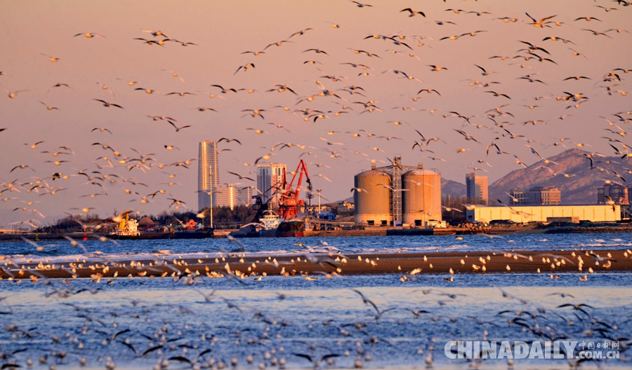 数万海鸥烟台海滨过冬 带来特别的冬季美景