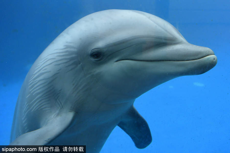 西班牙动物园宽吻海豚 面对镜头“笑意融融”