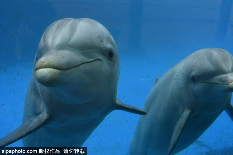 西班牙动物园宽吻海豚 面对镜头“笑意融融”
