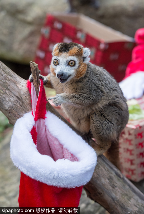 英国布里斯托动物园迎接圣诞节 动物喜获“圣诞老人”礼物