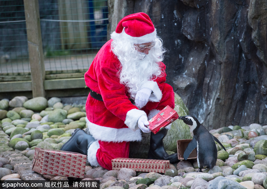 英国布里斯托动物园迎接圣诞节 动物喜获“圣诞老人”礼物