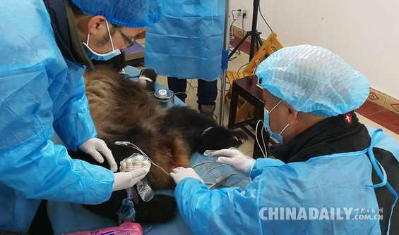 成都大熊猫繁育研究基地大熊猫救护小组 紧急抢救四川省眉山市野外大熊猫
