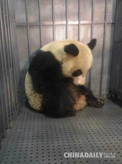成都大熊猫繁育研究基地大熊猫救护小组 紧急抢救四川省眉山市野外大熊猫
