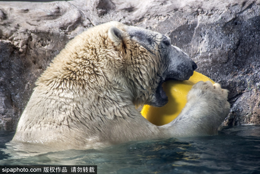 探访巴西水族馆中的北极熊 水中嬉戏玩耍萌态毕露