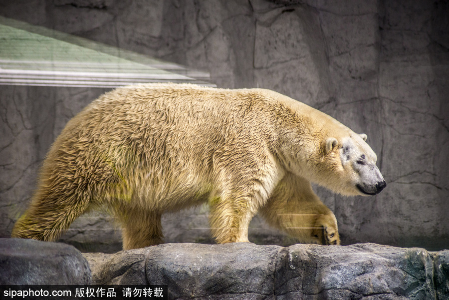 探访巴西水族馆中的北极熊 水中嬉戏玩耍萌态毕露