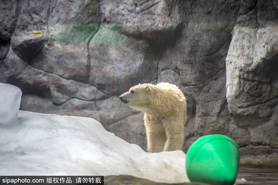 探访巴西水族馆中的北极熊 水中嬉戏玩耍萌态毕露