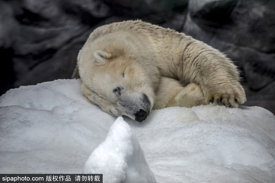 探访巴西水族馆中的北极熊 水中嬉戏玩耍萌态毕露