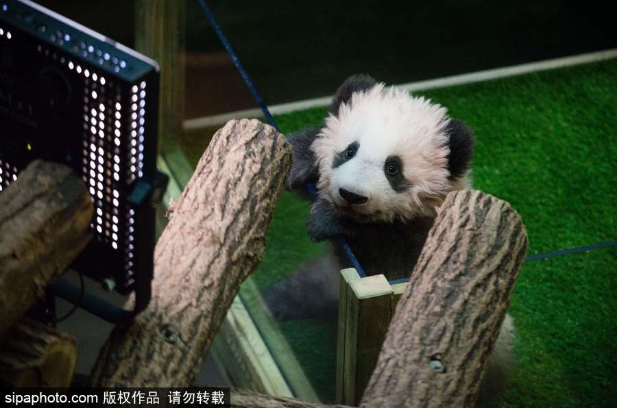 旅法熊猫宝宝取名“圆梦” 法国“第一夫人”参加命名仪式