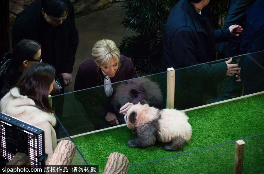 旅法熊猫宝宝取名“圆梦” 法国“第一夫人”参加命名仪式