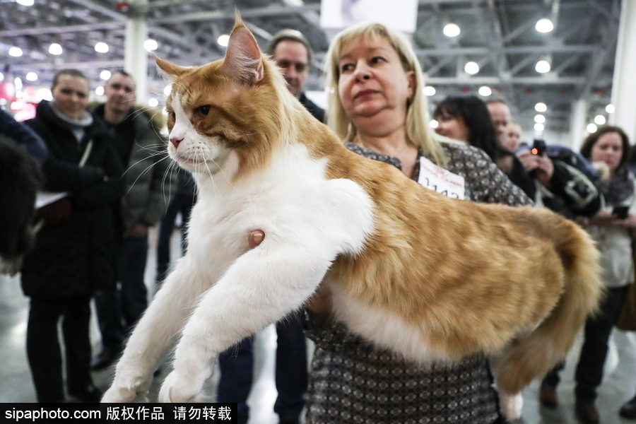 俄罗斯莫斯科举行国际猫展 喵星人呆萌可爱