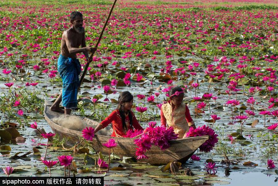 孟加拉国“睡莲水道” 徜徉花海景象绝美