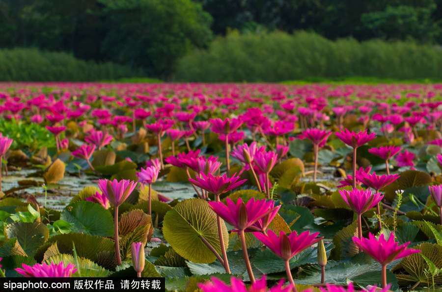孟加拉国“睡莲水道” 徜徉花海景象绝美