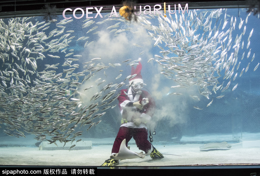 圣诞老人无处不在 韩国潜水员穿圣诞装与鱼群共舞