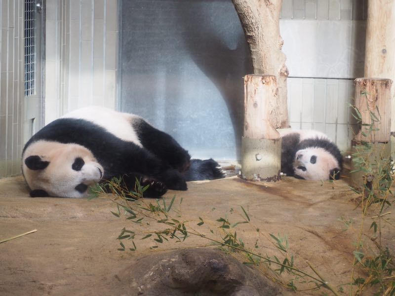 上野动物园大熊猫女儿香香首度亮相
