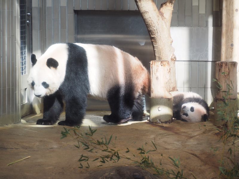 上野动物园大熊猫女儿香香首度亮相