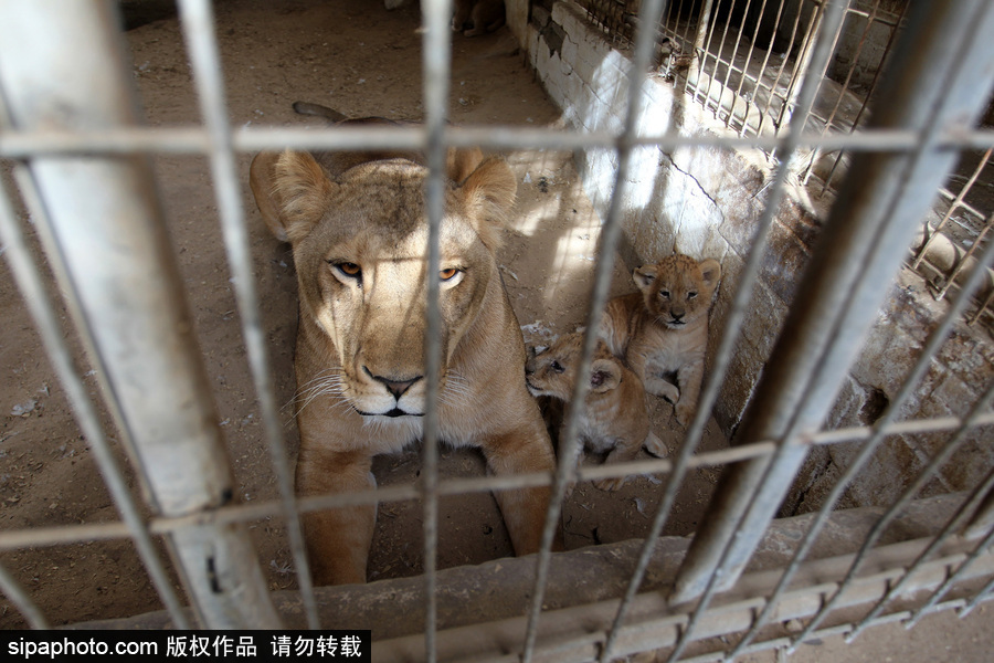 加沙一动物园濒临倒闭 无奈出售狮子