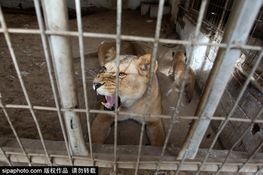 加沙一动物园濒临倒闭 无奈出售狮子