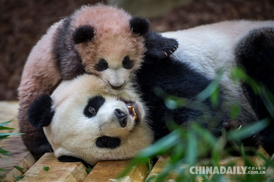 旅法大熊猫宝宝“圆梦”迎来首次公众参观日