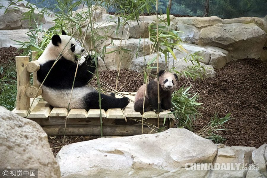 旅法大熊猫宝宝“圆梦”迎来首次公众参观日