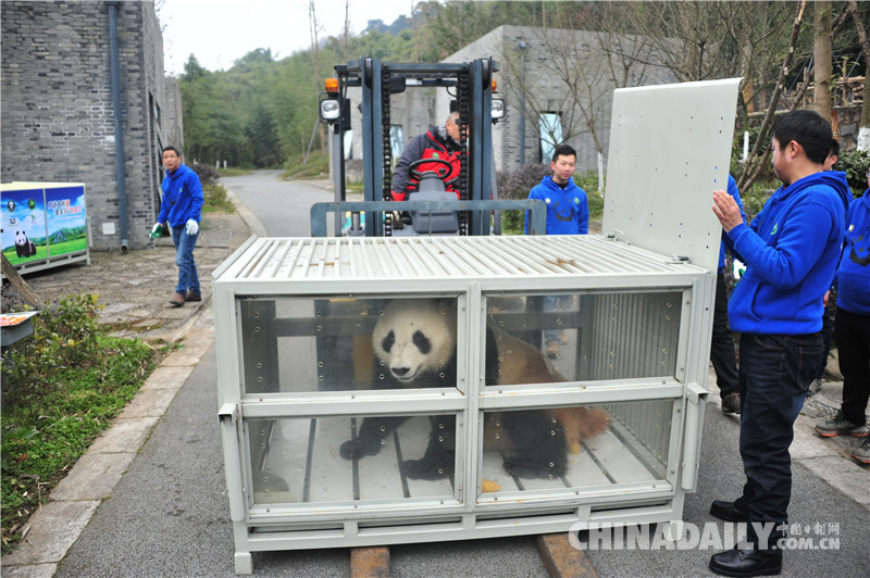 大熊猫“华豹”、“金宝宝”赴芬兰 开展大熊猫保护科研合作