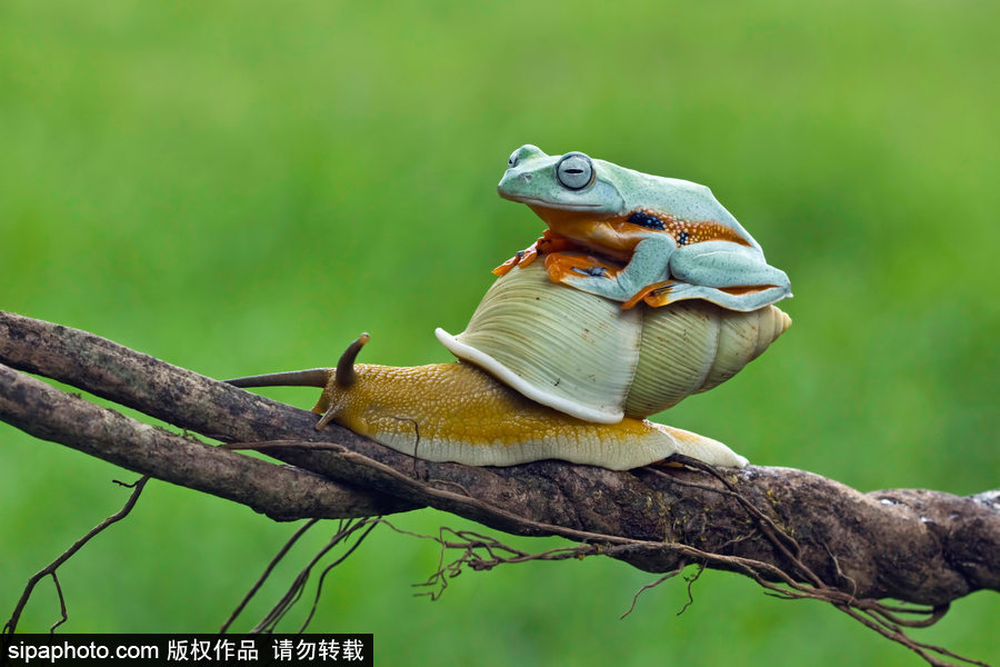 你的“蛙儿子”回来了吗？盘点动物界佛系蛙日常萌照