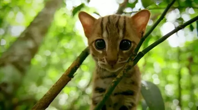 BBC这部“吸猫”纪录片萌出天际！推荐几部高分大自然纪录片，感受生灵之美！