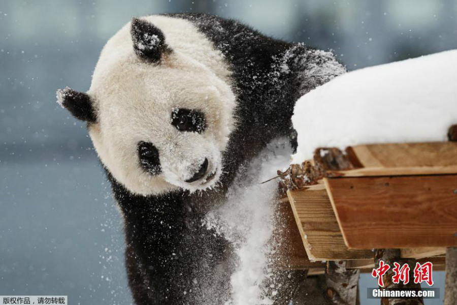 赴芬兰大熊猫异国过年 雪中玩耍倒挂金钩
