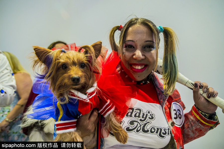 狗狗也扮靓 巴西圣保罗举办萌犬服装比赛