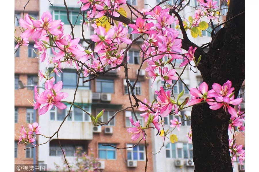 海南的木棉、武大的樱花，春天开的9种花，哪种才是你的爱？