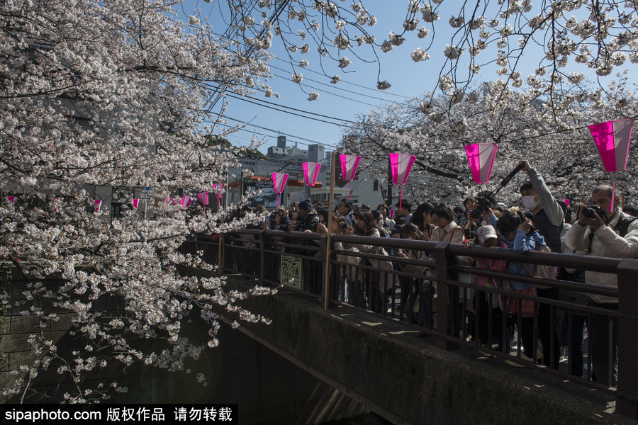 日本东京迎来樱花季 民众赏樱自拍