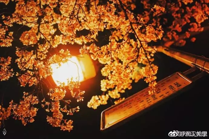 武汉大学：樱花雨好看吗？花都疼死了！