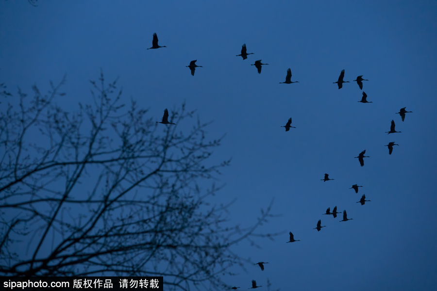 世界上最大的迁移之一 摄影实拍内布拉斯加州沙丘鹤大迁徙