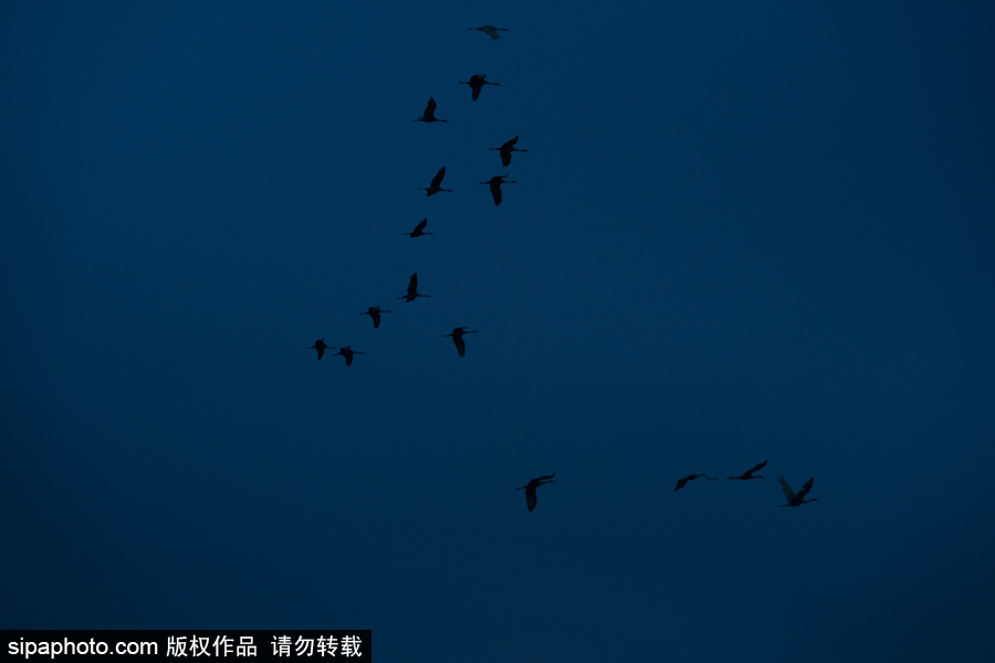 世界上最大的迁移之一 摄影实拍内布拉斯加州沙丘鹤大迁徙